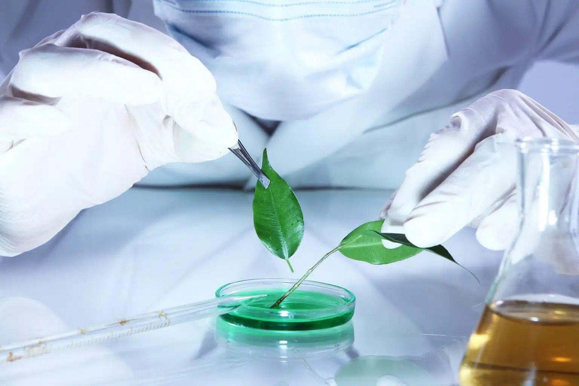 Eni and Petronas sign a “Viability Agreement” to evaluate whether high-performance biogasoline is viable in street models